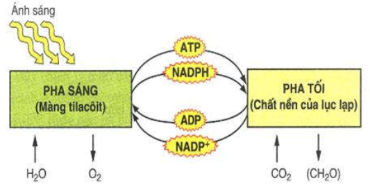 image4.png