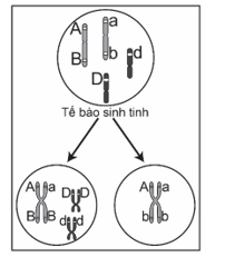 Hoc24hvn  Hình vẽ sau đây mô tả hai tế bào ở hai cơ thể lưỡng bội đang  phân bào Biết rằng không xảy ra đột biến các chữ cái A a